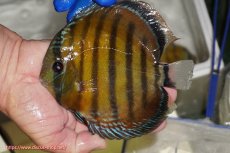 画像1: 【ワイルドディスカス】【通販】【未開の新産地個体】ラーゴサポ クリムゾンレッド【個体販売】15-16cm（生体）(生体)ラーゴサポ産 (1)