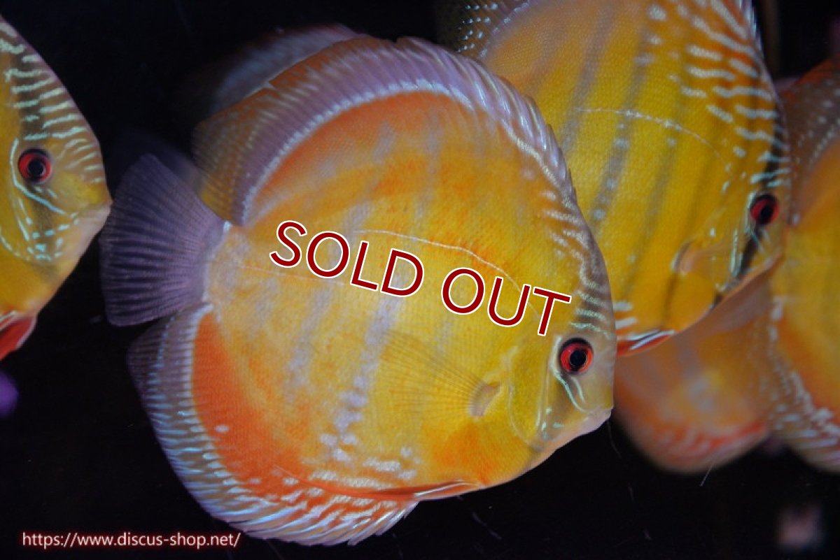 画像2: 【ワイルドディスカス】【通販】【未開の新産地個体】ラーゴサポ クリムゾンレッド【個体販売】15-16cm（生体）ラーゴサポ産 (2)