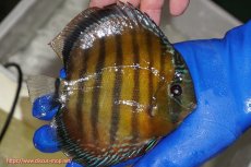 画像2: 【ワイルドディスカス】【通販】【未開の新産地個体】ラーゴサポ クリムゾンレッド【個体販売】15-16cm（生体）(生体)ラーゴサポ産 (2)