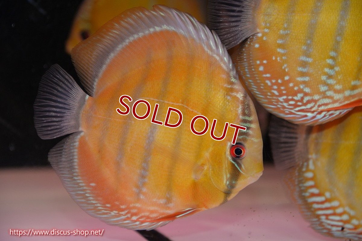 画像3: 【ワイルドディスカス】【通販】【未開の新産地個体】ラーゴサポ クリムゾンレッド【個体販売】15-16cm（生体）ラーゴサポ産 (3)