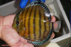 画像1: 【ワイルドディスカス】【通販】【未開の新産地個体】ラーゴサポ クリムゾンレッド【個体販売】15-16cm（生体）(生体)ラーゴサポ産 (1)