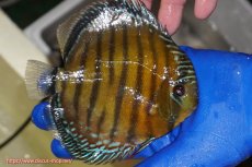 画像2: 【ワイルドディスカス】【通販】【未開の新産地個体】ラーゴサポ クリムゾンレッド【個体販売】15-16cm（生体）(生体)ラーゴサポ産 (2)