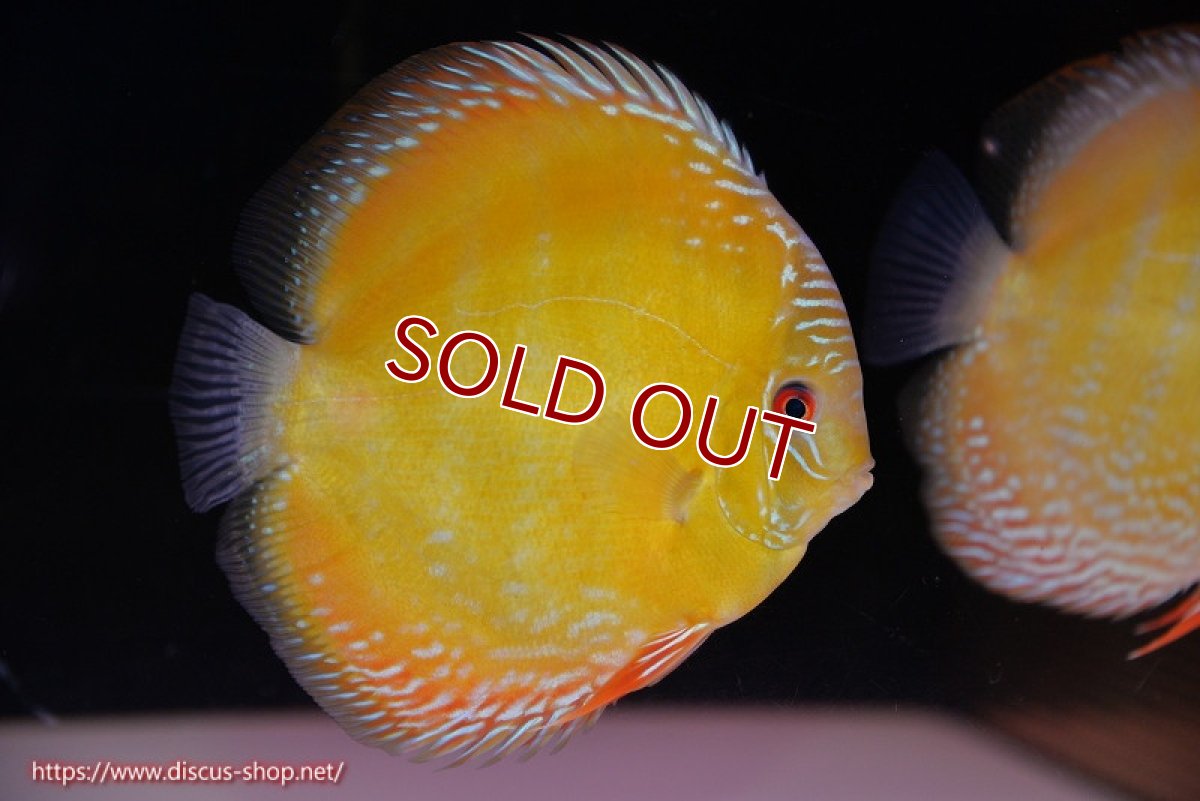 画像1: 【ワイルドディスカス】【通販】【未開の新産地個体】ラーゴサポ クリムゾンレッド【個体販売】15-16cm（生体）ラーゴサポ産 (1)