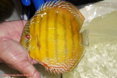 画像1: 【ワイルドディスカス】【通販】【未開の新産地個体】ラーゴサポ クリムゾンレッド【個体販売】15-16cm（生体）(生体)ラーゴサポ産 (1)