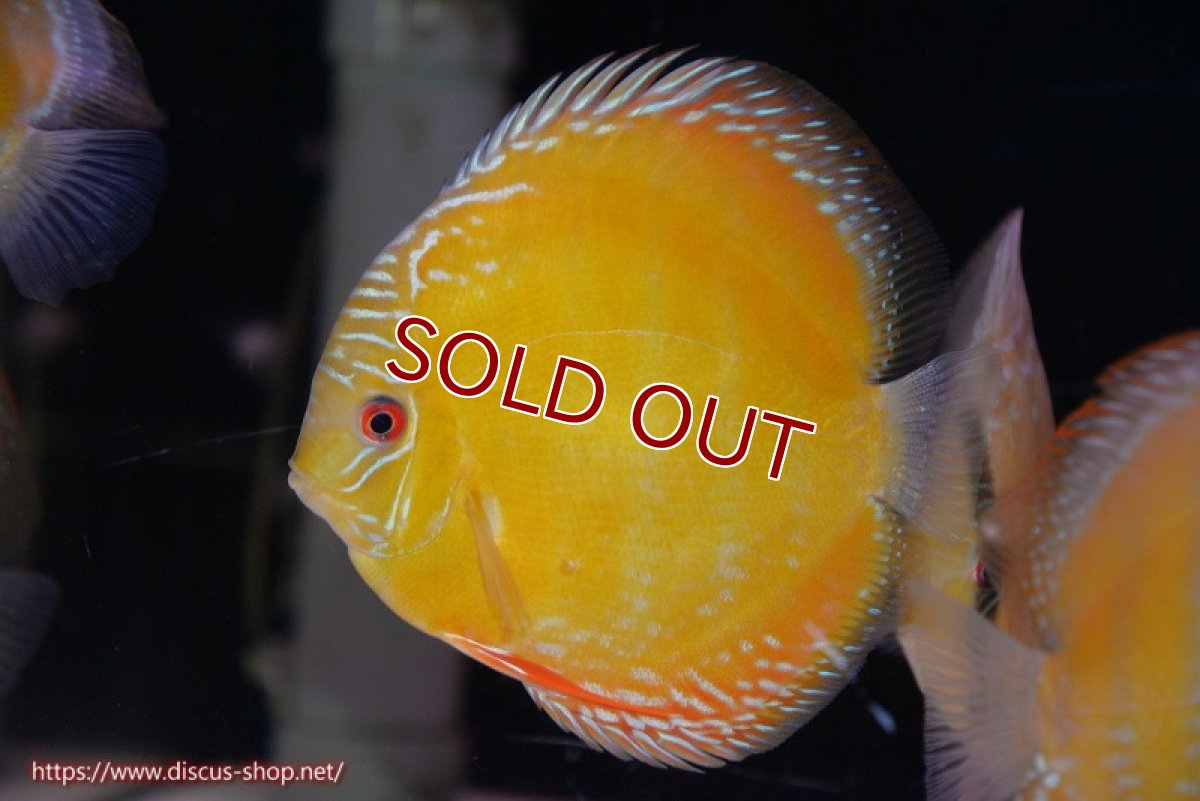 画像2: 【ワイルドディスカス】【通販】【未開の新産地個体】ラーゴサポ クリムゾンレッド【個体販売】15-16cm（生体）ラーゴサポ産 (2)