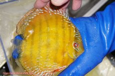 画像2: 【ワイルドディスカス】【通販】【未開の新産地個体】ラーゴサポ クリムゾンレッド【個体販売】15-16cm（生体）(生体)ラーゴサポ産 (2)