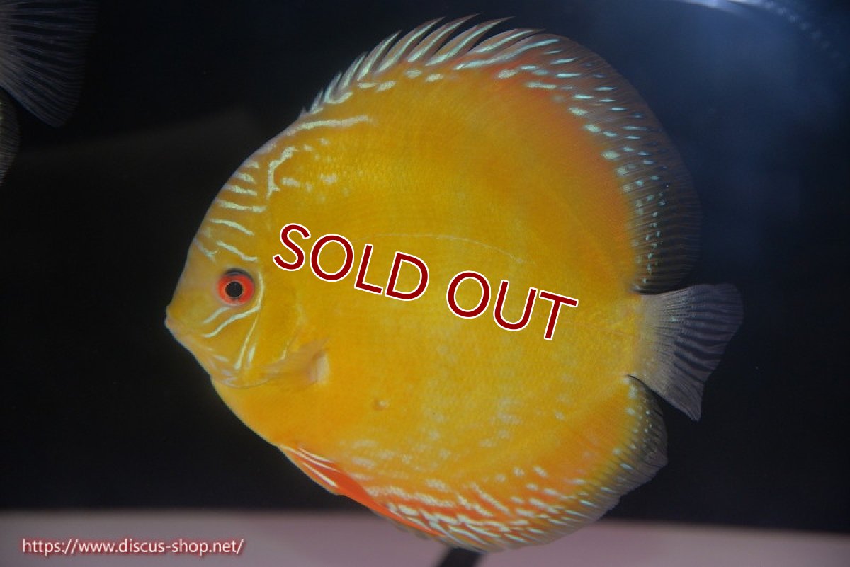 画像3: 【ワイルドディスカス】【通販】【未開の新産地個体】ラーゴサポ クリムゾンレッド【個体販売】15-16cm（生体）ラーゴサポ産 (3)