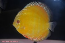 画像3: 【ワイルドディスカス】【通販】【未開の新産地個体】ラーゴサポ クリムゾンレッド【個体販売】15-16cm（生体）ラーゴサポ産 (3)