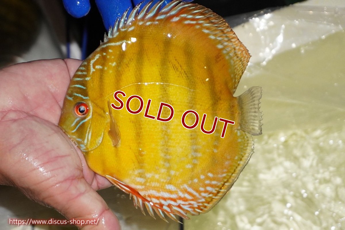 画像4: 【ワイルドディスカス】【通販】【未開の新産地個体】ラーゴサポ クリムゾンレッド【個体販売】15-16cm（生体）ラーゴサポ産 (4)