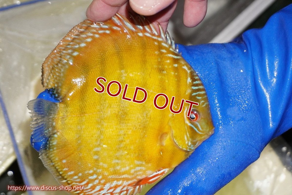 画像5: 【ワイルドディスカス】【通販】【未開の新産地個体】ラーゴサポ クリムゾンレッド【個体販売】15-16cm（生体）ラーゴサポ産 (5)