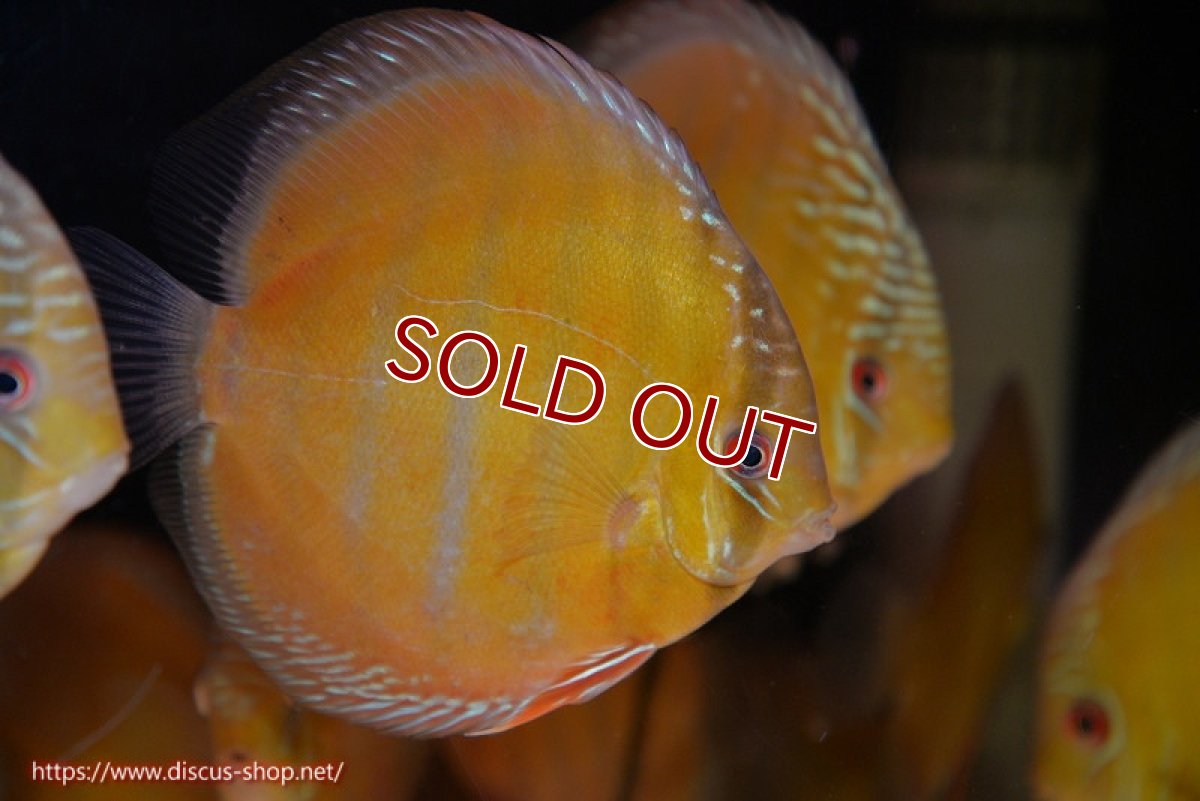 画像1: 【ワイルドディスカス】【通販】【未開の新産地個体】ラーゴサポ クリムゾンレッド【個体販売】15-16cm（生体）ラーゴサポ産 (1)