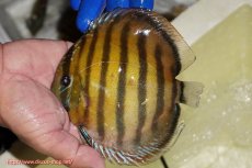 画像1: 【ワイルドディスカス】【通販】【未開の新産地個体】ラーゴサポ クリムゾンレッド【個体販売】15-16cm（生体）(生体)ラーゴサポ産 (1)