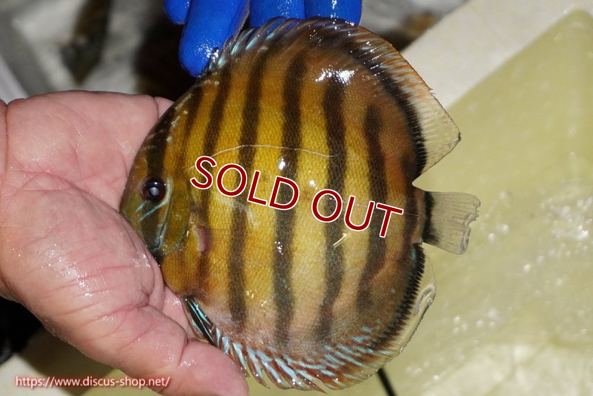 画像3: 【ワイルドディスカス】【通販】【未開の新産地個体】ラーゴサポ クリムゾンレッド【個体販売】15-16cm（生体）ラーゴサポ産 (3)