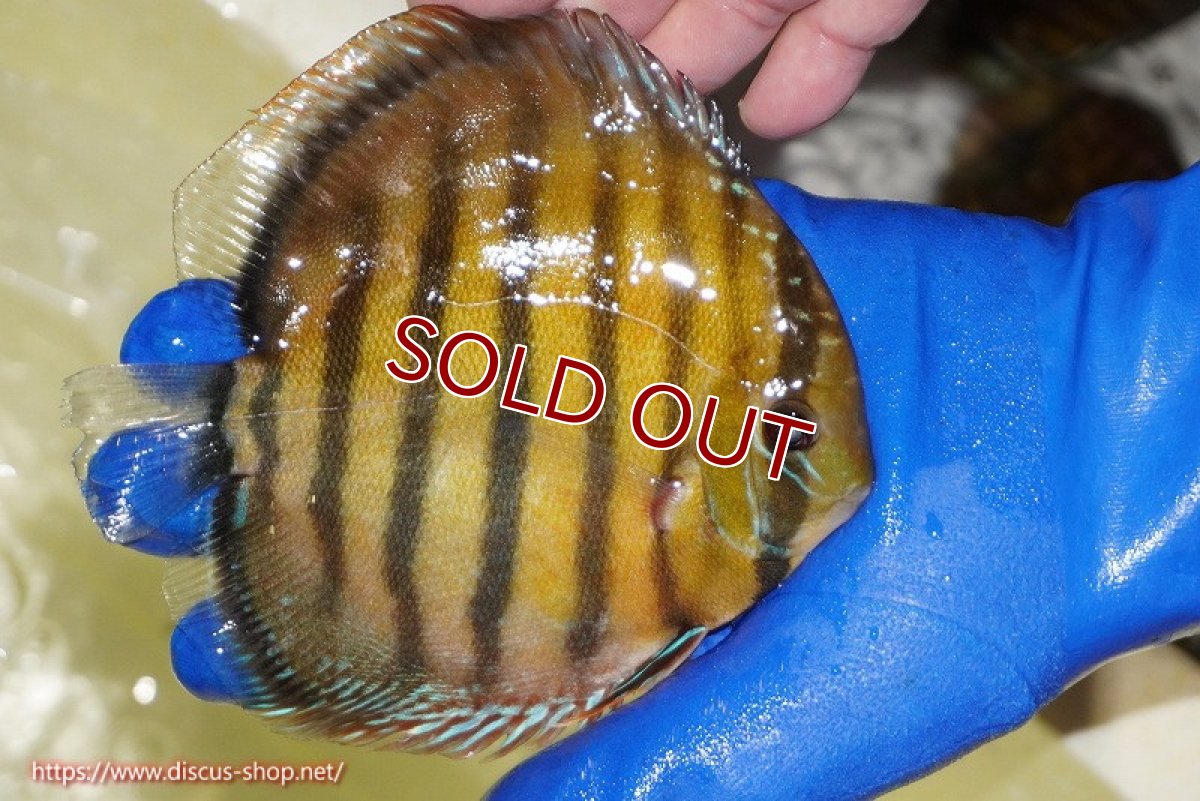 画像4: 【ワイルドディスカス】【通販】【未開の新産地個体】ラーゴサポ クリムゾンレッド【個体販売】15-16cm（生体）ラーゴサポ産 (4)