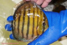 画像4: 【ワイルドディスカス】【通販】【未開の新産地個体】ラーゴサポ クリムゾンレッド【個体販売】15-16cm（生体）ラーゴサポ産 (4)