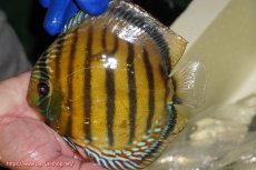 画像1: 【ワイルドディスカス】【通販】【未開の新産地個体】ラーゴサポ クリムゾンレッド【個体販売】15-16cm（生体）(生体)ラーゴサポ産 (1)