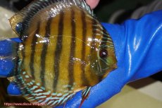 画像2: 【ワイルドディスカス】【通販】【未開の新産地個体】ラーゴサポ クリムゾンレッド【個体販売】15-16cm（生体）(生体)ラーゴサポ産 (2)