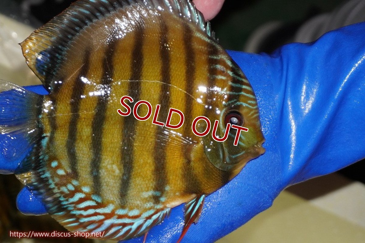 画像3: 【ワイルドディスカス】【通販】【未開の新産地個体】ラーゴサポ クリムゾンレッド【個体販売】15-16cm（生体）ラーゴサポ産 (3)