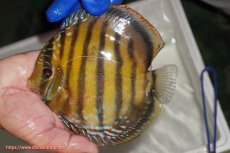 画像1: 【ワイルドディスカス】【通販】【未開の新産地個体】ラーゴサポ クリムゾンレッド【個体販売】15-16cm（生体）(生体)ラーゴサポ産 (1)
