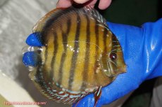 画像3: 【ウィンターセール クーポンご利用で更に10％OFF対象商品】【ワイルドディスカス】【通販】【未開の新産地個体】ラーゴサポ クリムゾンレッド【個体販売】15-16cm（生体）ラーゴサポ産 (3)