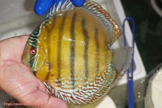 画像1: 【ワイルドディスカス】【通販】【未開の新産地個体】ラーゴサポ クリムゾンレッド【個体販売】15-16cm（生体）(生体)ラーゴサポ産 (1)