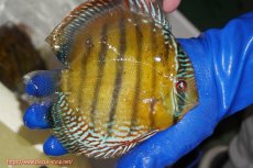 画像2: 【ワイルドディスカス】【通販】【未開の新産地個体】ラーゴサポ クリムゾンレッド【個体販売】15-16cm（生体）(生体)ラーゴサポ産 (2)