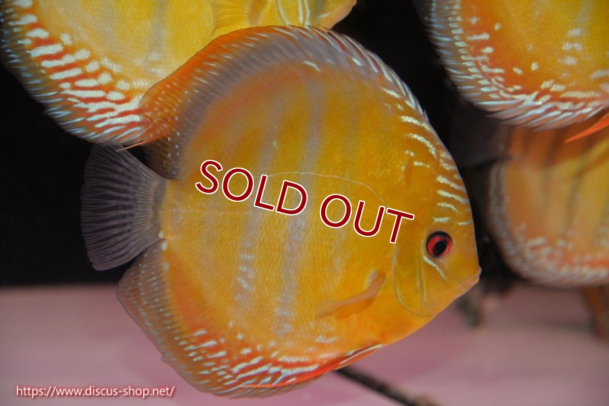 画像1: 【ワイルドディスカス】【通販】【未開の新産地個体】ラーゴサポ クリムゾンレッド【個体販売】15-16cm（生体）ラーゴサポ産 (1)