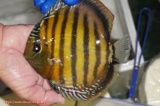 画像1: 【ワイルドディスカス】【通販】【未開の新産地個体】ラーゴサポ クリムゾンレッド【個体販売】15-16cm（生体）(生体)ラーゴサポ産 (1)