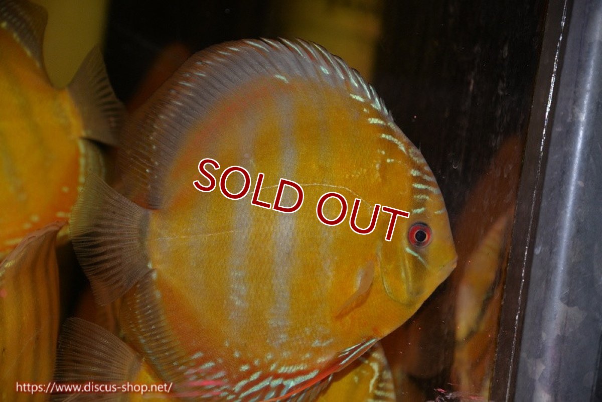 画像2: 【ワイルドディスカス】【通販】【未開の新産地個体】ラーゴサポ クリムゾンレッド【個体販売】15-16cm（生体）ラーゴサポ産 (2)