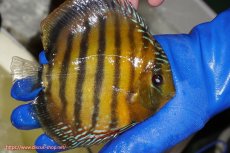 画像2: 【ワイルドディスカス】【通販】【未開の新産地個体】ラーゴサポ クリムゾンレッド【個体販売】15-16cm（生体）(生体)ラーゴサポ産 (2)