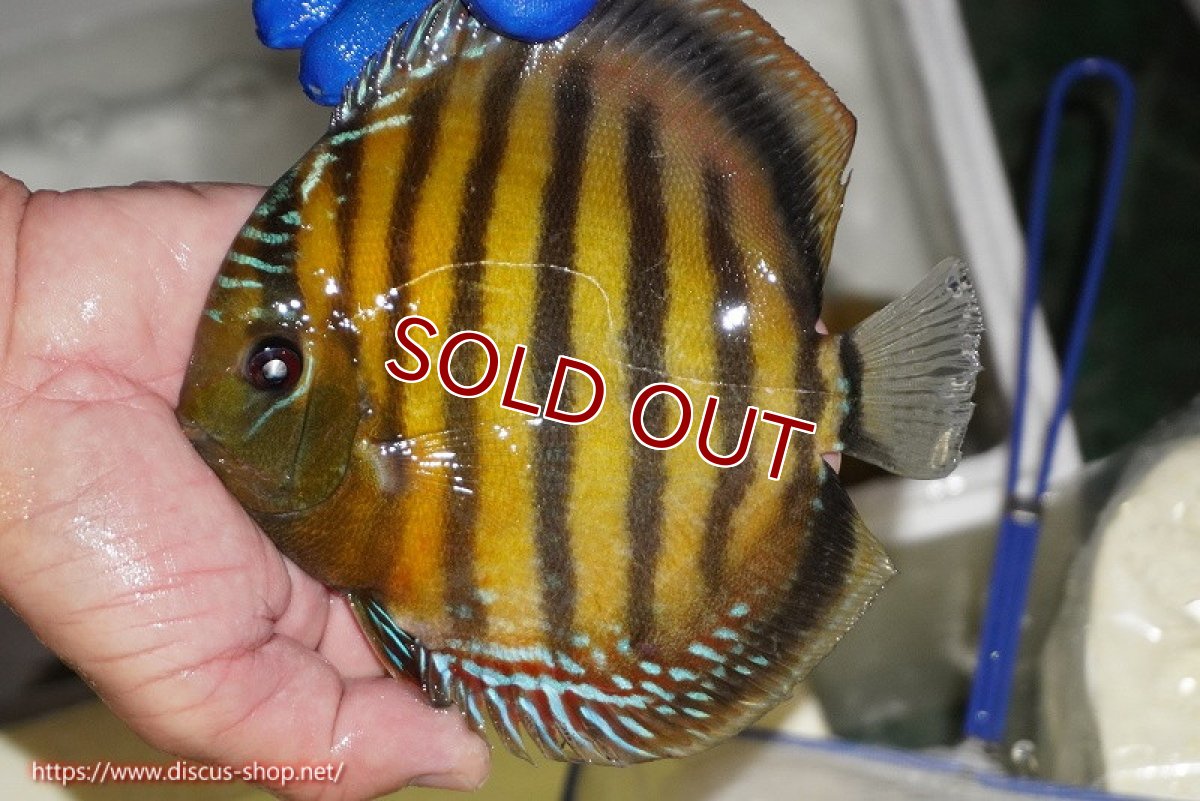 画像3: 【ワイルドディスカス】【通販】【未開の新産地個体】ラーゴサポ クリムゾンレッド【個体販売】15-16cm（生体）ラーゴサポ産 (3)