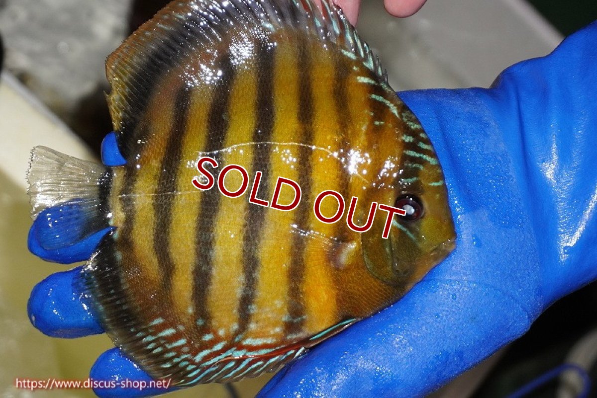 画像4: 【ワイルドディスカス】【通販】【未開の新産地個体】ラーゴサポ クリムゾンレッド【個体販売】15-16cm（生体）ラーゴサポ産 (4)