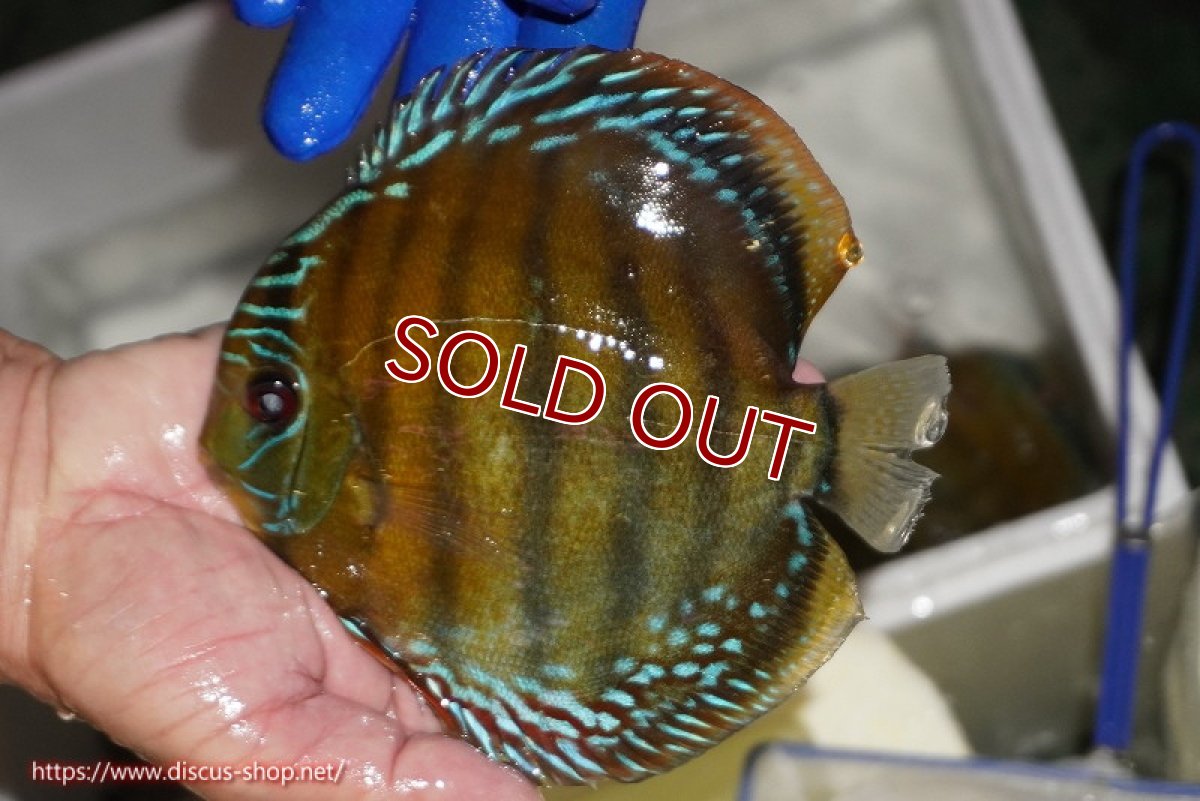 画像1: 【ワイルドディスカス】【通販】【未開の新産地個体】ラーゴサポ クリムゾンレッド【個体販売】14-15cm（生体）(生体)ラーゴサポ産 (1)