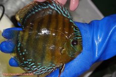 画像2: 【ワイルドディスカス】【通販】【未開の新産地個体】ラーゴサポ クリムゾンレッド【個体販売】14-15cm（生体）(生体)ラーゴサポ産 (2)