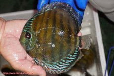 画像1: 【ワイルドディスカス】【通販】【未開の新産地個体】ラーゴサポ クリムゾンレッド【個体販売】14-15cm（生体）(生体)ラーゴサポ産 (1)