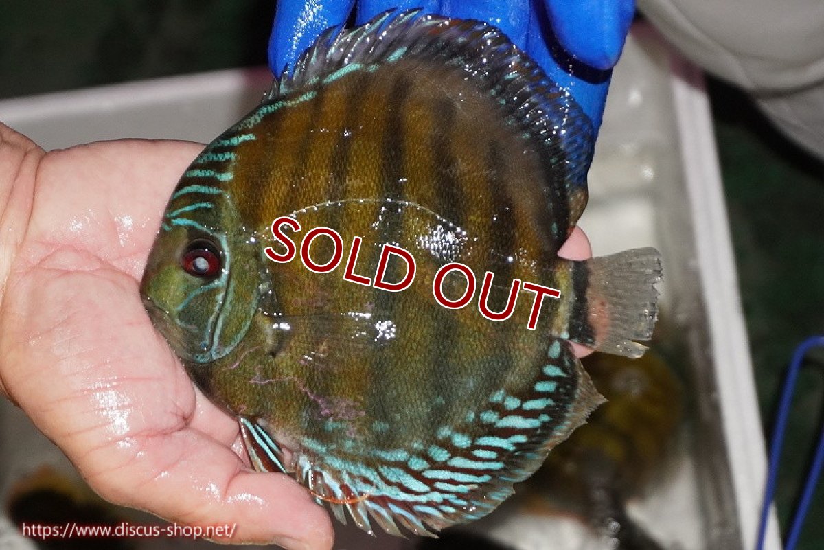 画像2: 【ワイルドディスカス】【通販】【未開の新産地個体】ラーゴサポ クリムゾンレッド【個体販売】14-15cm（生体）ラーゴサポ産 (2)