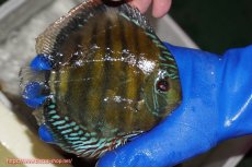 画像2: 【ワイルドディスカス】【通販】【未開の新産地個体】ラーゴサポ クリムゾンレッド【個体販売】14-15cm（生体）(生体)ラーゴサポ産 (2)