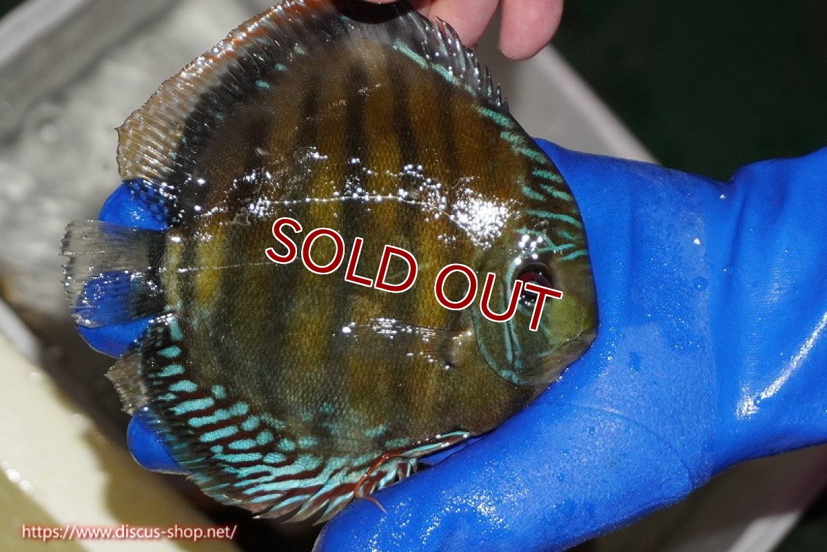 画像3: 【ワイルドディスカス】【通販】【未開の新産地個体】ラーゴサポ クリムゾンレッド【個体販売】14-15cm（生体）ラーゴサポ産 (3)