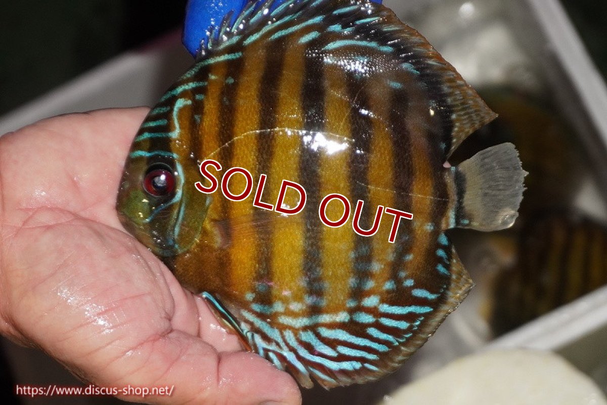 画像2: 【ワイルドディスカス】【通販】【未開の新産地個体】ラーゴサポ クリムゾンレッド【個体販売】14-15cm（生体）ラーゴサポ産 (2)