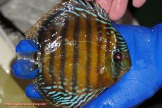 画像2: 【ワイルドディスカス】【通販】【未開の新産地個体】ラーゴサポ クリムゾンレッド【個体販売】14-15cm（生体）(生体)ラーゴサポ産 (2)