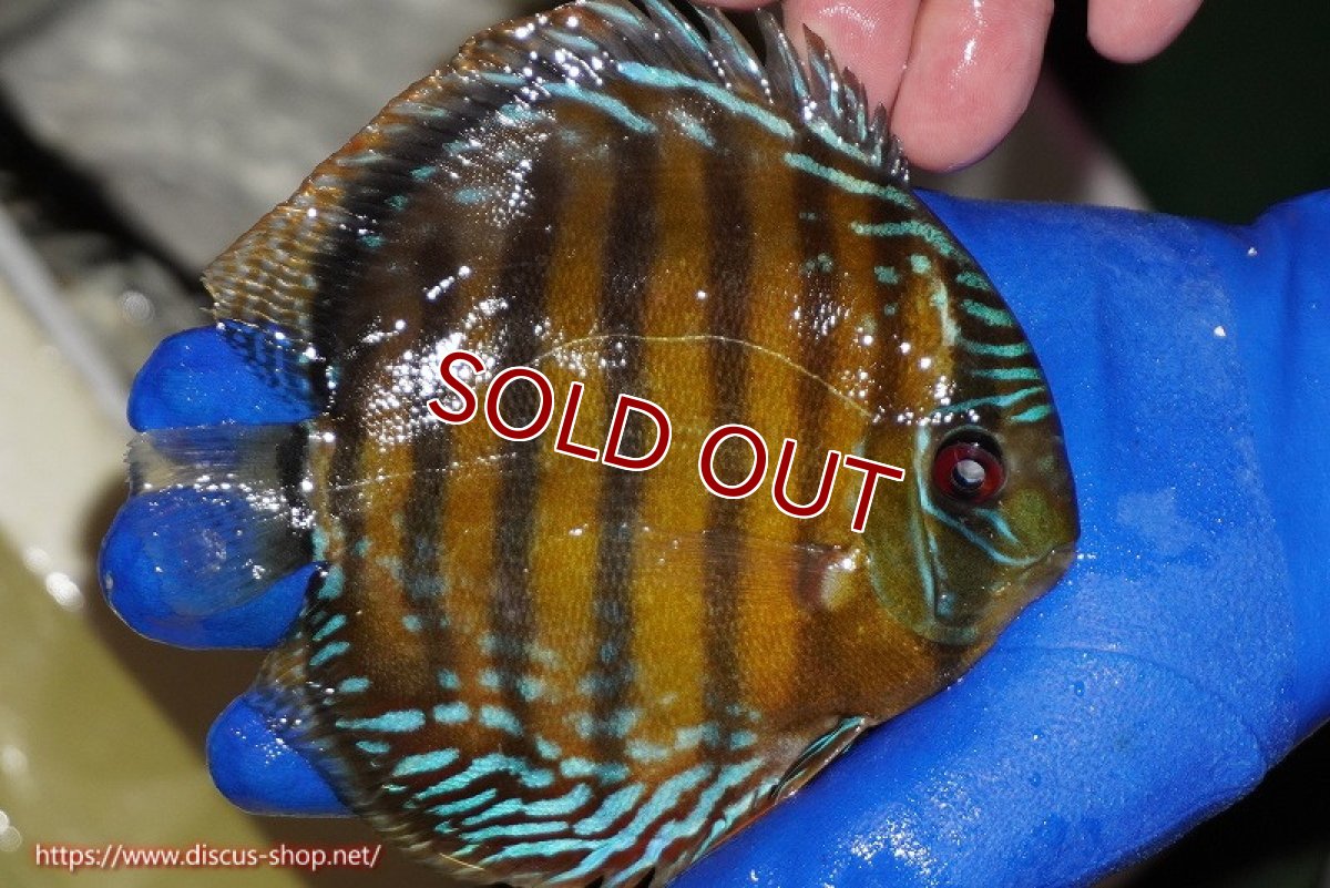 画像3: 【ワイルドディスカス】【通販】【未開の新産地個体】ラーゴサポ クリムゾンレッド【個体販売】14-15cm（生体）ラーゴサポ産 (3)