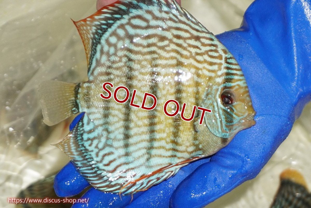 画像2: 【ワイルドディスカス】【通販】【未開の新産地個体】ラーゴサポ スーパーロイヤル【個体販売】15〜16cm（生体）ラーゴサポ産 (2)