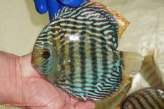 画像1: 【ワイルドディスカス】【通販】【未開の新産地個体】ラーゴサポ スーパーロイヤル【個体販売】15〜16cm（生体）ラーゴサポ産 (1)