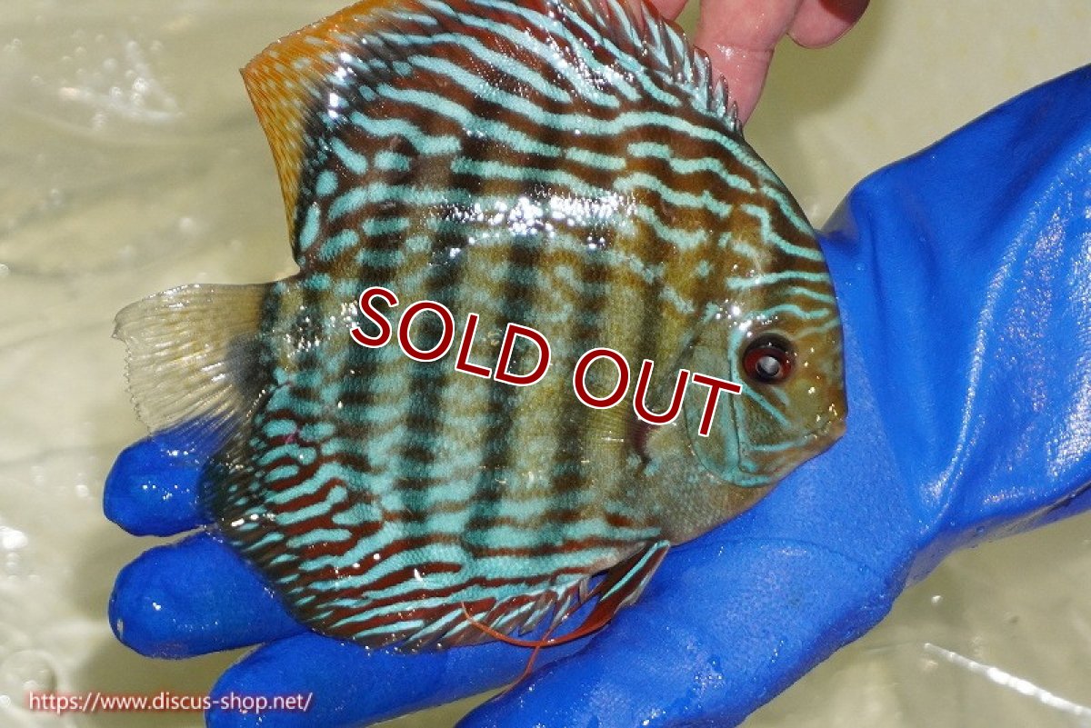 画像3: 【ワイルドディスカス】【通販】【未開の新産地個体】ラーゴサポ スーパーロイヤル【個体販売】15〜16cm（生体）ラーゴサポ産 (3)