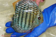 画像3: 【ワイルドディスカス】【通販】【未開の新産地個体】ラーゴサポ スーパーロイヤル【個体販売】15〜16cm（生体）ラーゴサポ産 (3)