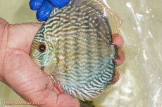 画像3: 【ワイルドディスカス】【通販】【未開の新産地個体】ラーゴサポ スーパーロイヤル【個体販売】12〜13cm（生体）ラーゴサポ産 (3)