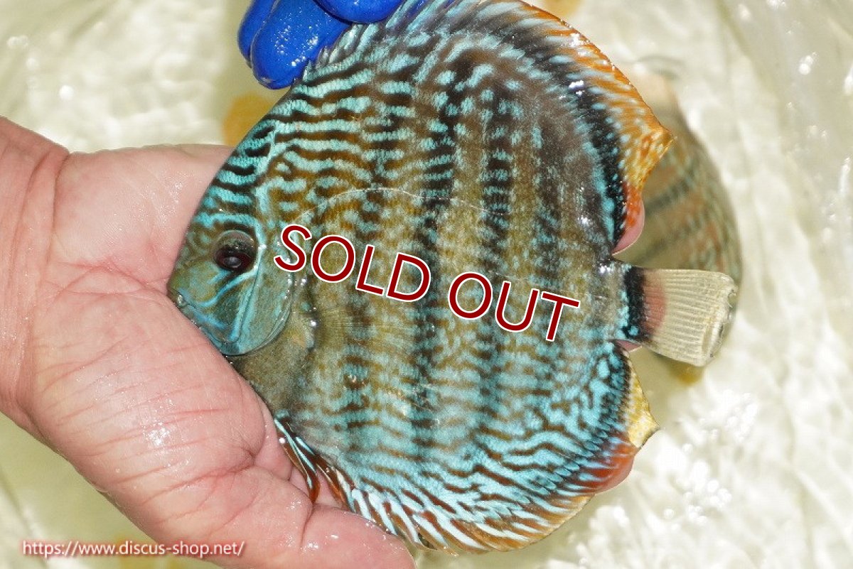 画像1: 【ワイルドディスカス】【通販】【未開の新産地個体】ラーゴサポ スーパーロイヤル【個体販売】13〜14cm（生体）ラーゴサポ産 (1)