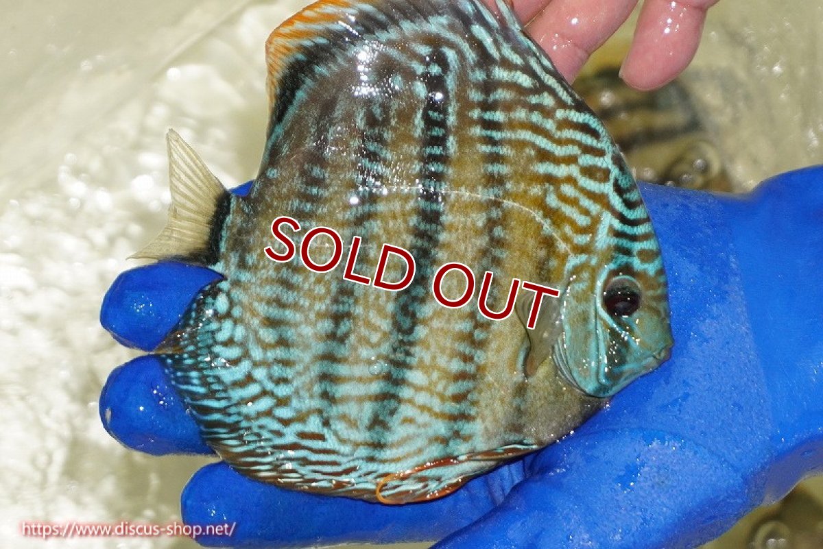 画像2: 【ワイルドディスカス】【通販】【未開の新産地個体】ラーゴサポ スーパーロイヤル【個体販売】13〜14cm（生体）ラーゴサポ産 (2)