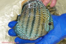 画像2: 【ワイルドディスカス】【通販】【未開の新産地個体】ラーゴサポ スーパーロイヤル【個体販売】13〜14cm（生体）ラーゴサポ産 (2)