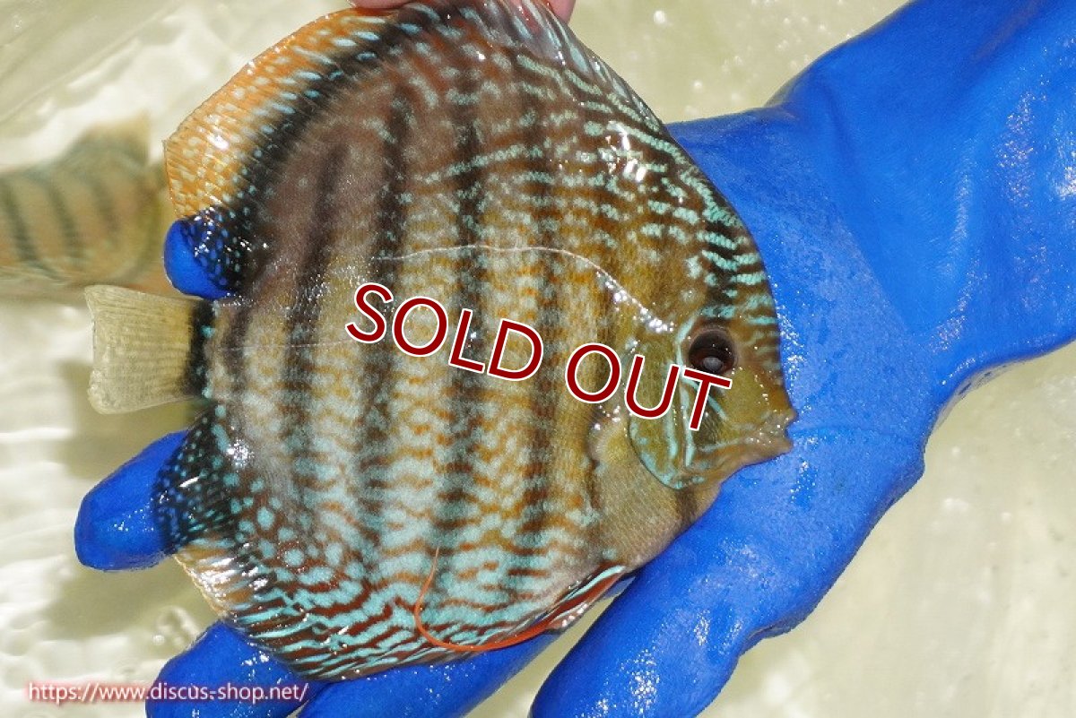 画像2: 【ワイルドディスカス】【通販】【未開の新産地個体】ラーゴサポ スーパーロイヤル【個体販売】15〜16cm（生体）ラーゴサポ産 (2)